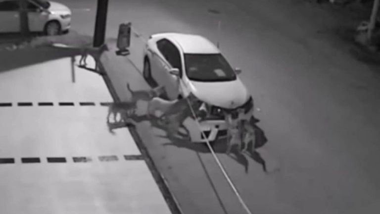 Улични пци во Турција го изедоа браникот на Toyota